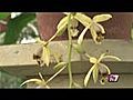 Les Orchidées et leurs senteurs (Grisy-Suisnes)