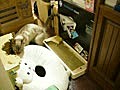 動画182 / シートクッションを運ぶ猫