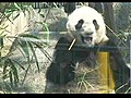 Li Li y Shin Shin,  los nuevos pandas del zoo de Tokio