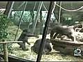 Animals: Gorillas Play Tag