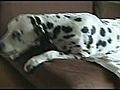 Funny Dalmatian