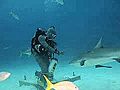 La tuta elettrica che caccia gli squali