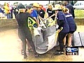 3 rehabilitated manatees released back into the wild (NewsChannel 5)