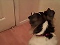 The Needy Doggy Song