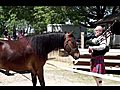 Horses vs. Bagpiper-- rare encounter!
