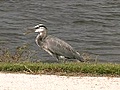 Stock Footage - Ackerman Park - Bird on the bank (2006)