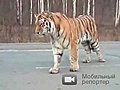 Rare Siberian Tiger walks public road in Russia