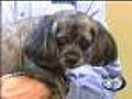 Cushings Disease May Be Misdiagnosed