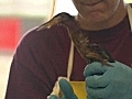 Rehabilitating birds along Gulf Coast