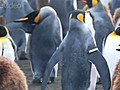 Penguin Flipper-Bands Lower Survival Rate