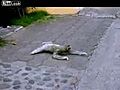 Sloth Tries To Cross The Road