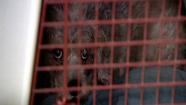 Dog owner wants quarantined pet returned