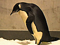 Recovering NZ penguin has active online life