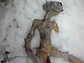 Dead Alien Found In Russia