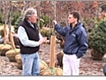 Watering Deciduous Trees in the Fall