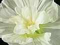 Time-lapse Of Blooming White Filled Mallow Flower 2 Stock Footage