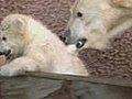 Cute Baby Polar Bear Twins