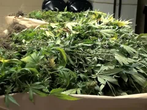 Tavares police find marijuana grow house in AC business; owner arrested