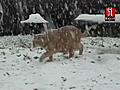 Cat-astrophe in CA snow