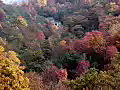 Royalty Free Stock Video HD Footage Scenic View of Fall Leaves and Mountains in North Carolina