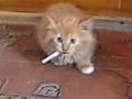 Kitten Addicts To Cigarette