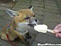 Baby Fox Enjoys Ice Cream