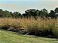 Plants and the Expedition II - The Grasslands Prairie