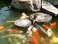 Baby Duck Feeds His Fish Friends