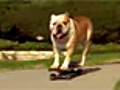 Skateboarding Dog