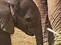Elephant Calf Born April 12