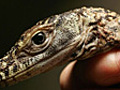 Komodo dragons hatched in captivity