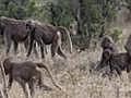 Life: Baboon Super-Troops Clash