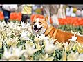 Tulip & Windmill / チューリップ・フェスティバル 20110416 Goro@Welsh corgi