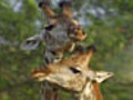 Giraffe Dance