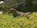 Royalty Free Stock Video SD Footage Large Iguana Sits in the Grass in Cancun,  Mexico