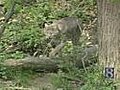 Wild Moments: Bait Site Attracts Variety Of Dinner Guests