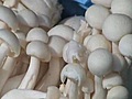 Mushroom Lover’s Day Out