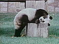 The Itchy Panda