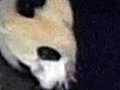 Panda Born In Chinese Preserve