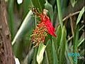 The Nature in Belize