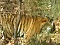 Dudhwa’s disappearing Tigers