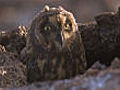 Owls stalking petrels