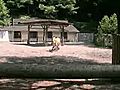 モウコノウマの赤ちゃん（多摩動物公園）2/3