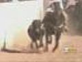Mexican Rodeo Will Go On Without 'Steer Tailing'