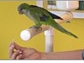 Parrot Training - Turning Around