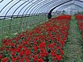 Red Flowers Grown In Green House Stock Footage