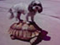 Dog Hitches Ride With Tortoise