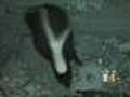 Skunks Making Big Stink Along Front Range