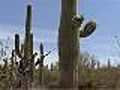 Saguaro National Park