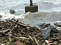 Mumbai oil spill affects marine life